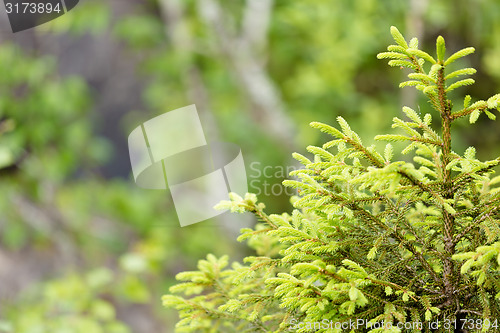 Image of young spruce in the forest