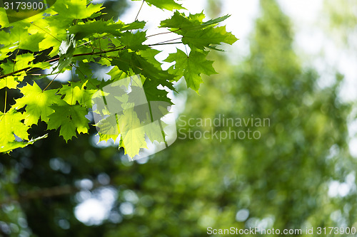 Image of Maple branch
