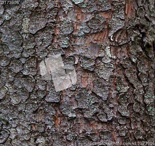 Image of Trunk of a pine close up. The texture of bark