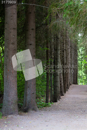 Image of Among the trees in the park footpath