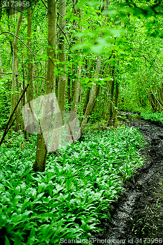 Image of original green forest with wild garlic in spring in Estonia, Europe 