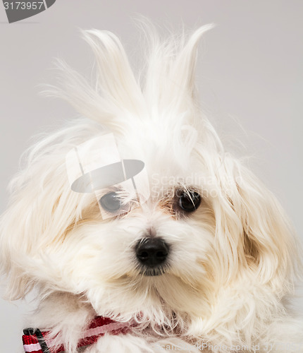 Image of Maltese puppy