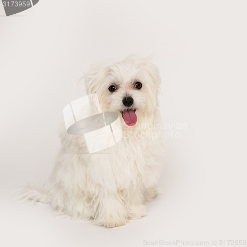 Image of Maltese puppy