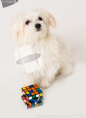 Image of Maltese puppy,