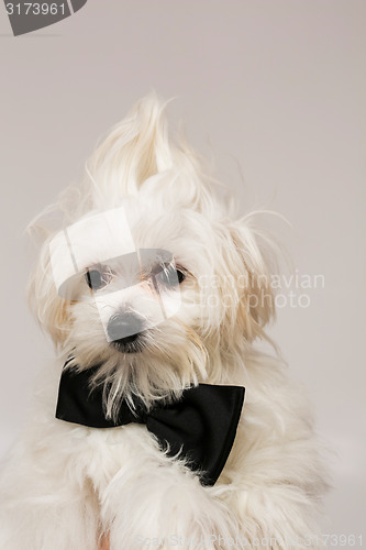 Image of White Maltese dog 