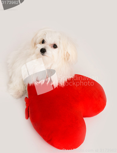 Image of Bichon puppy dog in studio 