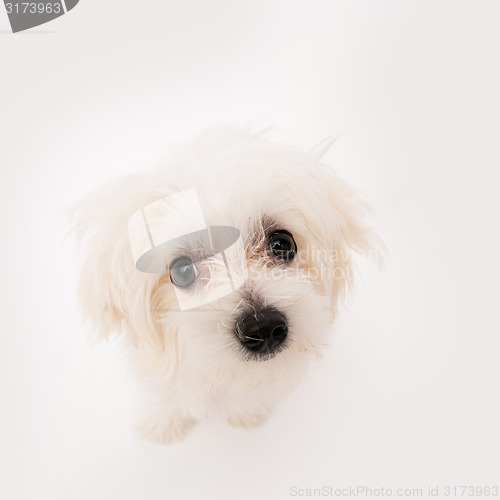 Image of Maltese puppy