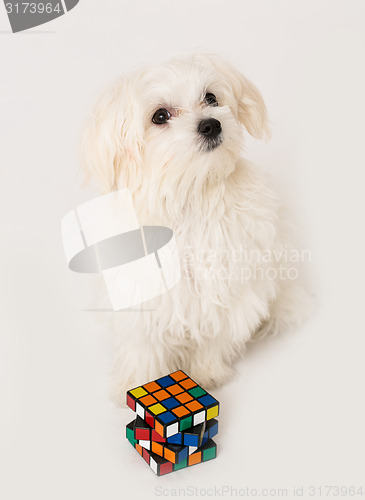 Image of Maltese puppy,
