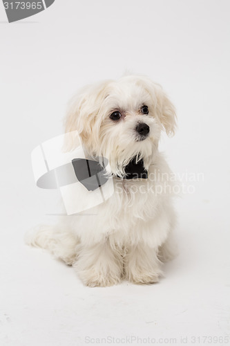 Image of White Maltese dog 