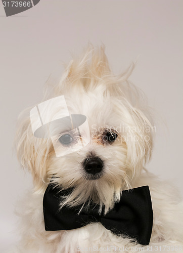 Image of White Maltese dog 