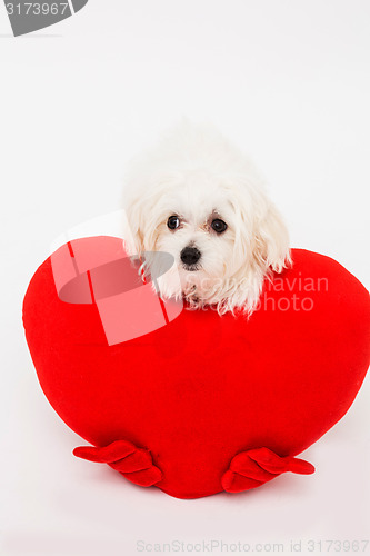 Image of Bichon puppy dog in studio 