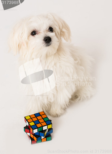 Image of Maltese puppy,