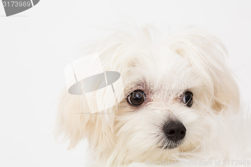 Image of Maltese puppy