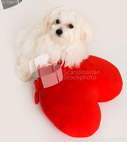 Image of Bichon puppy dog in studio 