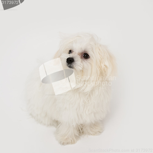 Image of Maltese puppy