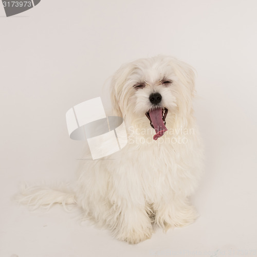 Image of Maltese puppy