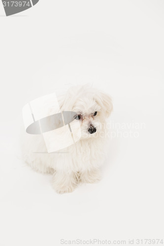 Image of Maltese puppy