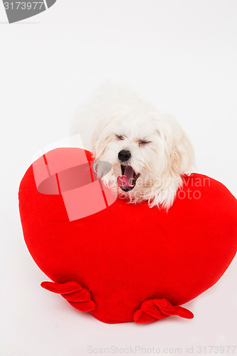 Image of Bichon puppy dog in studio 