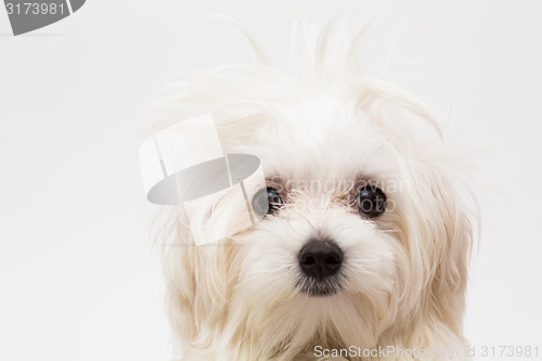 Image of Maltese puppy