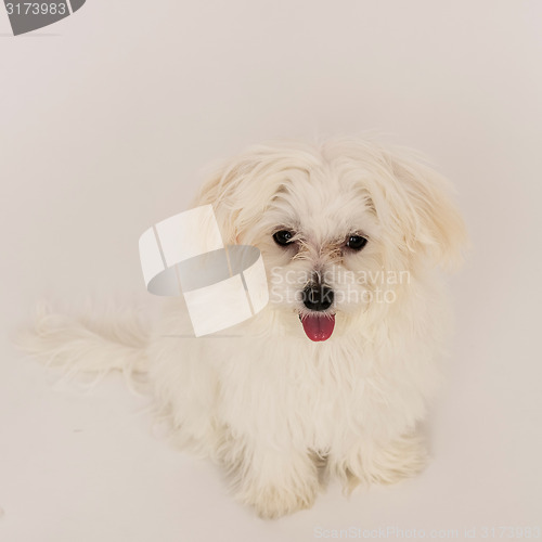 Image of Maltese puppy