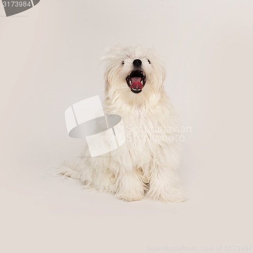 Image of Maltese puppy