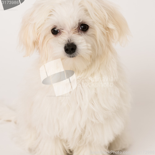 Image of Maltese puppy