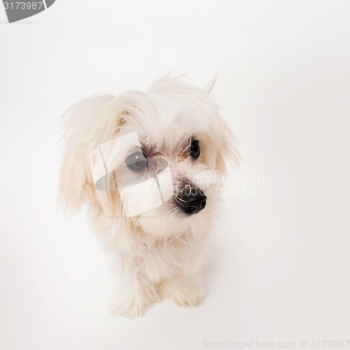 Image of Maltese puppy