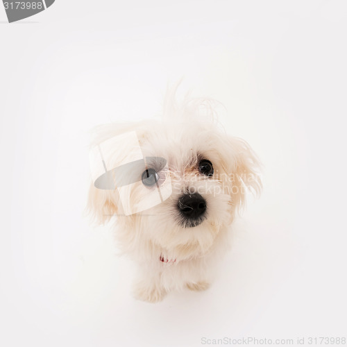 Image of Maltese puppy