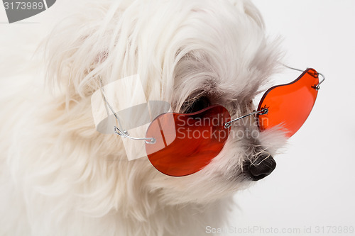 Image of Maltese puppy