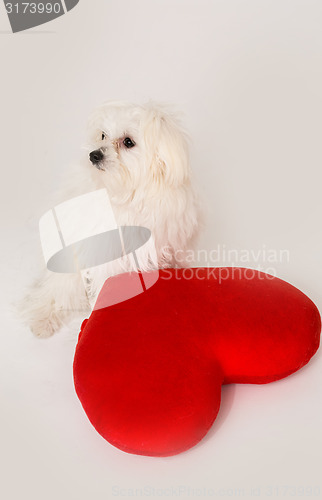 Image of Bichon puppy dog in studio 