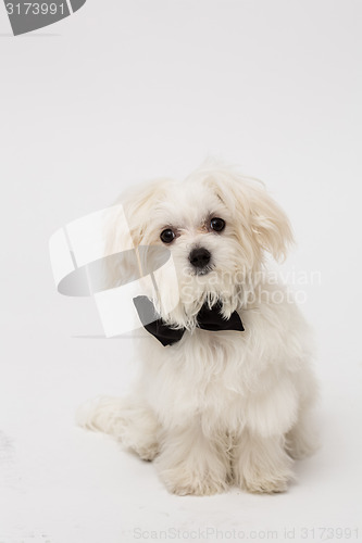 Image of White Maltese dog 