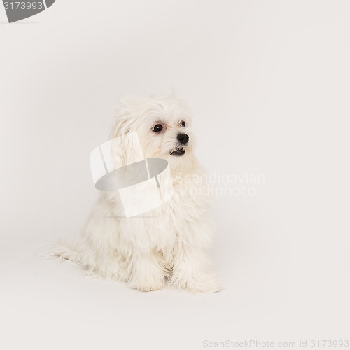 Image of Maltese puppy