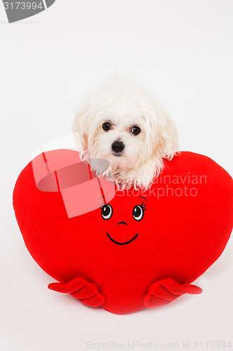 Image of Bichon puppy dog in studio 