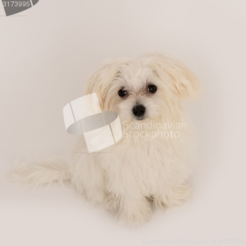 Image of Maltese puppy