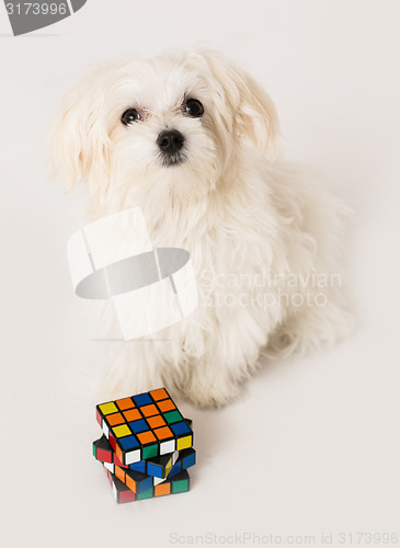 Image of Maltese puppy,