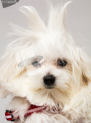 Image of Maltese puppy