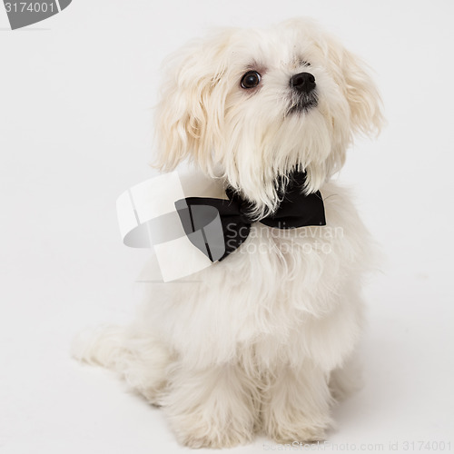 Image of White Maltese dog 