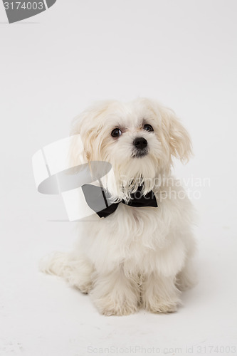 Image of White Maltese dog 