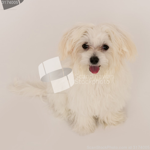 Image of Maltese puppy