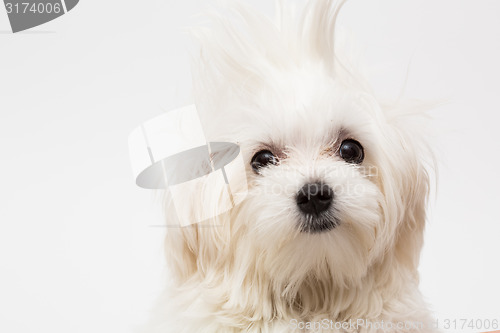 Image of Maltese puppy