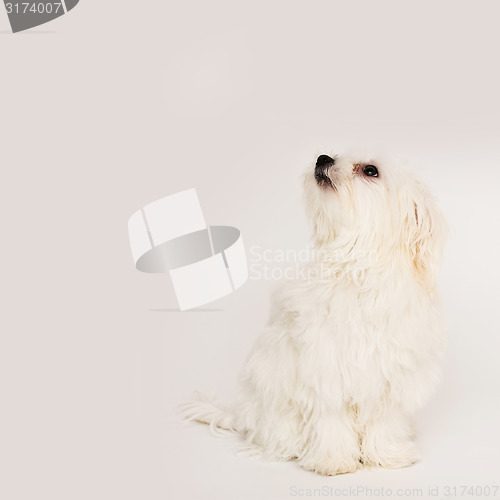 Image of Maltese puppy