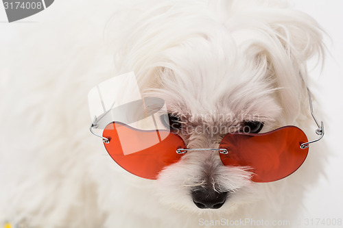 Image of Maltese puppy