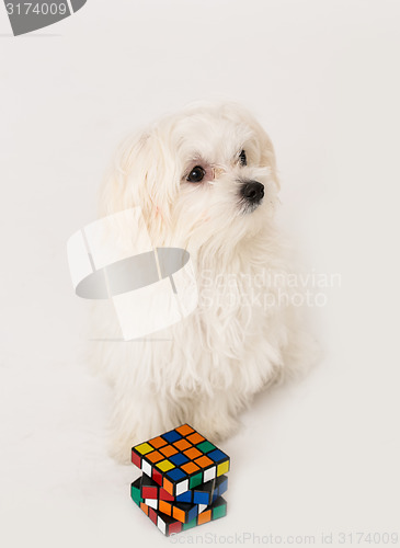 Image of Maltese puppy,