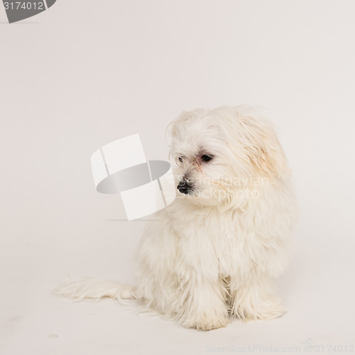 Image of Maltese puppy