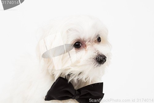 Image of White Maltese dog 