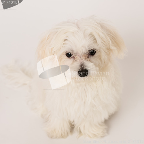 Image of Maltese puppy