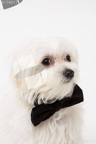 Image of White Maltese dog 