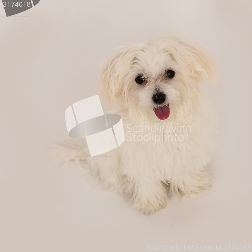 Image of Maltese puppy