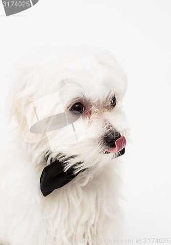 Image of White Maltese dog 