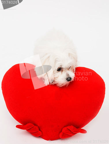 Image of Bichon puppy dog in studio 